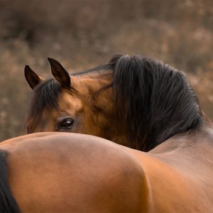 The Art of Horse Photography Seminar Cover