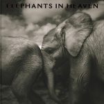 Elephants-in-Heavan