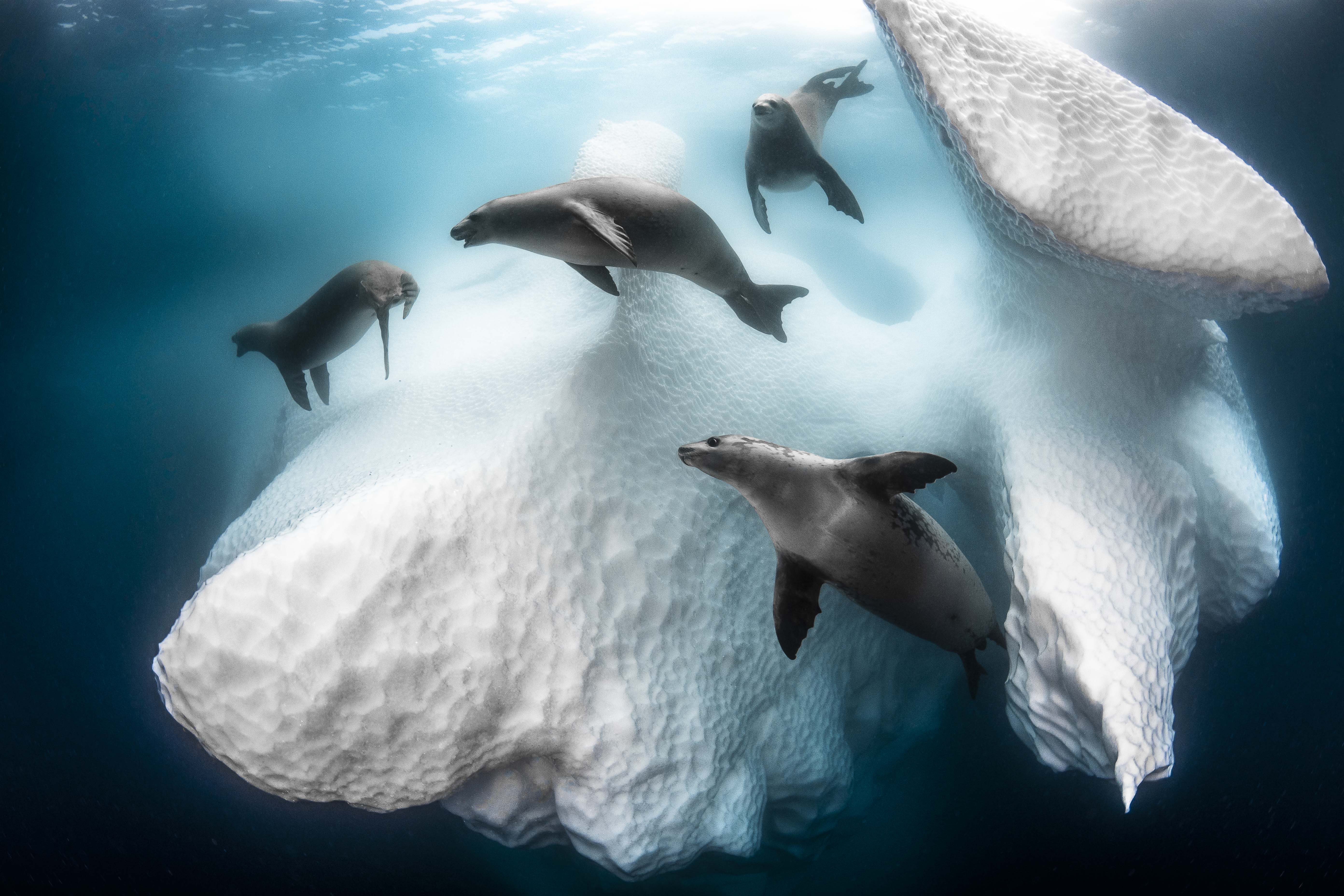 Under the Antarctic ice shelf, crabeater seals move weightlessly, fragile and majestic, along a time-sculpted iceberg, revealing a dreamlike landscape.