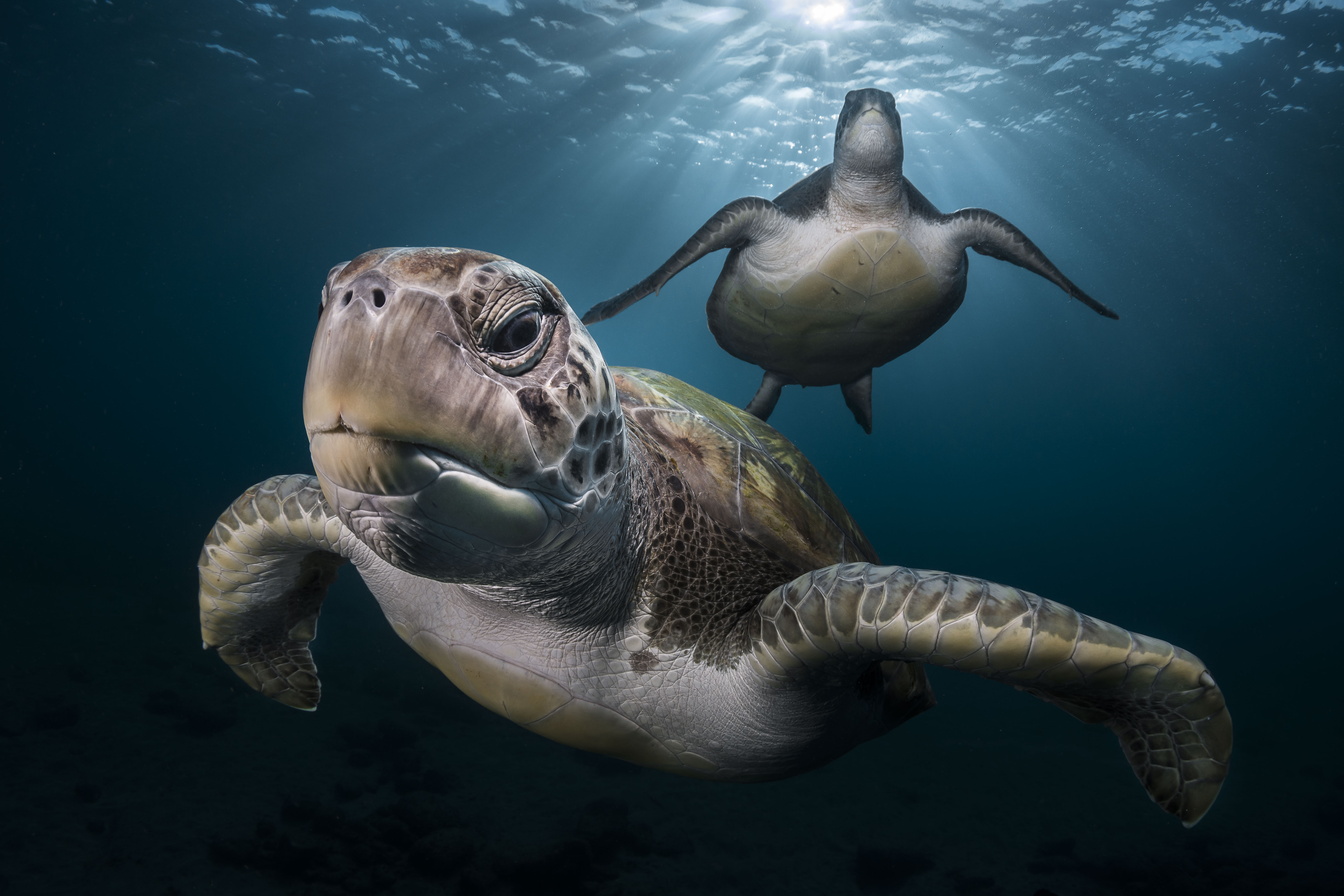 Green turtles gliding gracefully under the sun's rays, guardians of the seagrass beds, witnesses of time and underwater harmony.