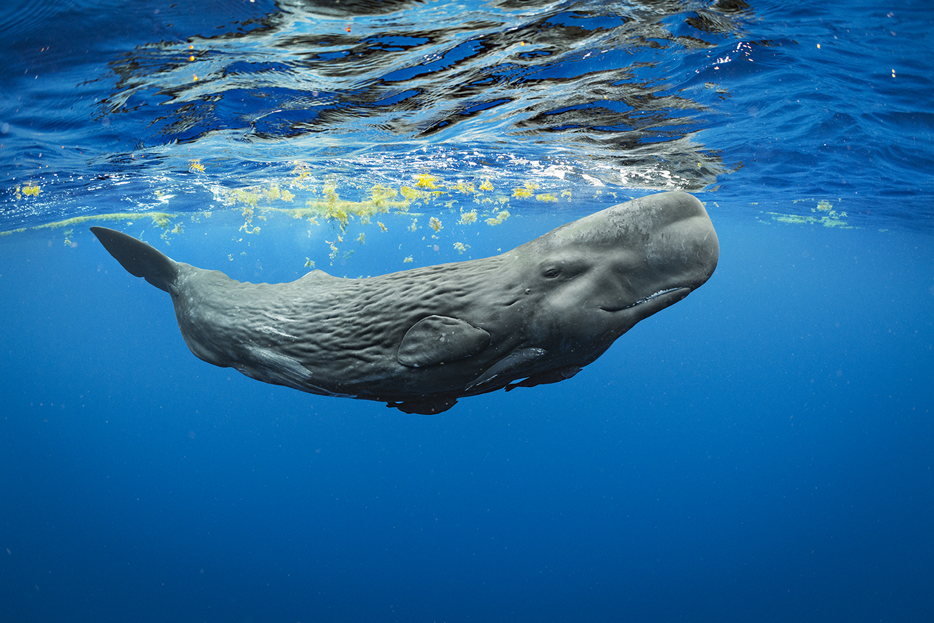Brian Skerry Sample 1