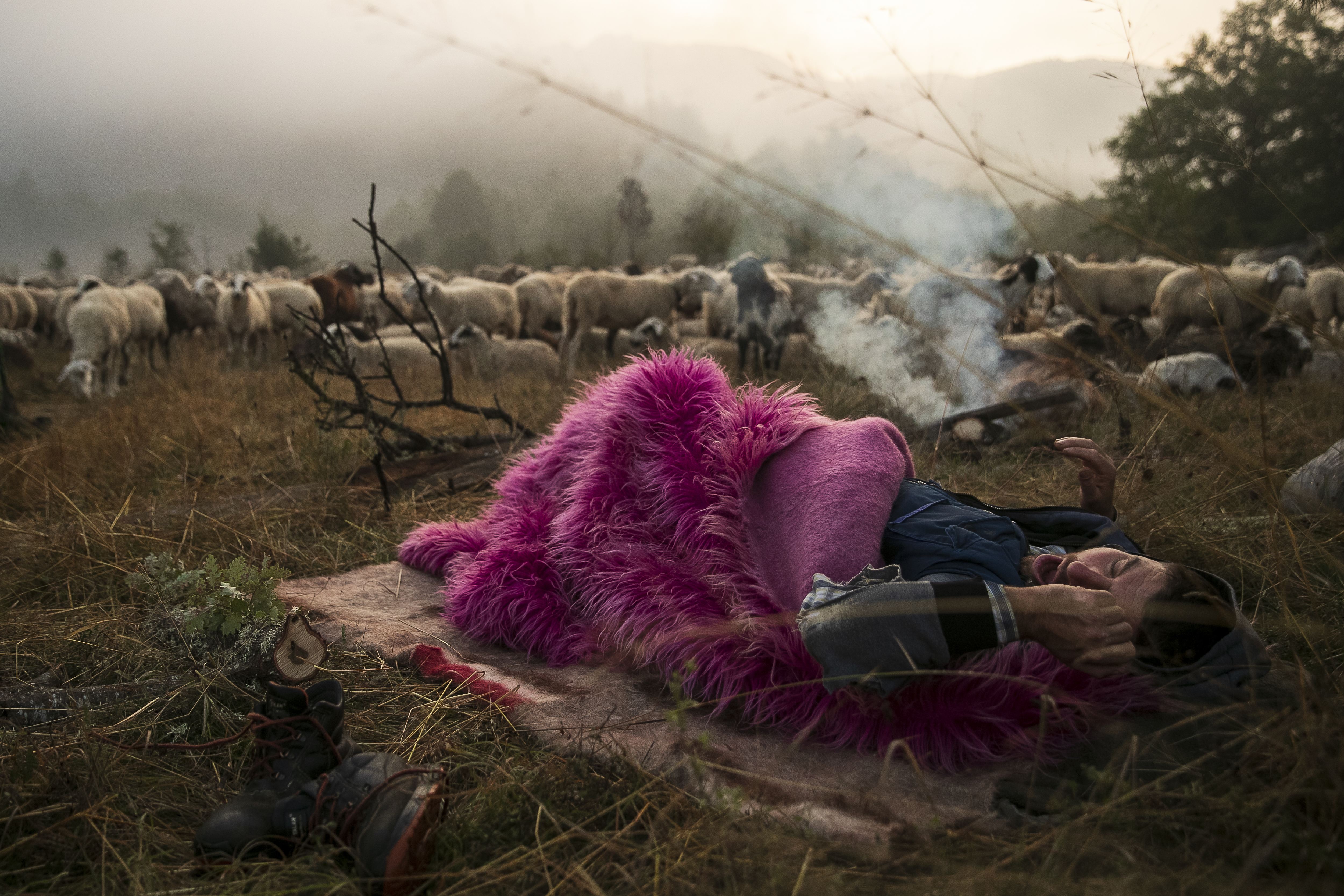 Diava: shepherd, Yiannis Saitis, wakes beside his flock by a fire in a mountain clearing during their winter migration, Pindus National Park, northern Greece.