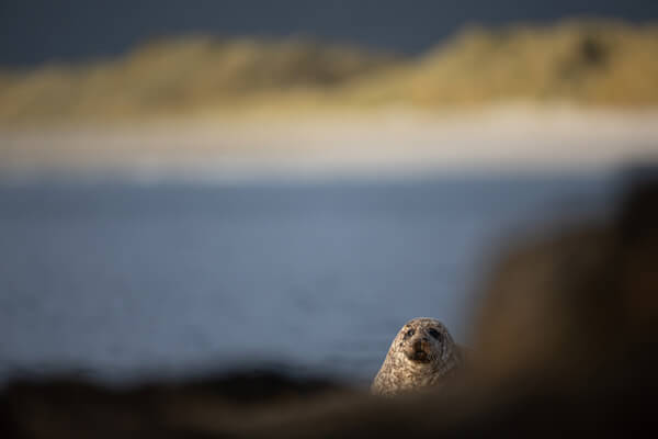 Simon King Sample of Work