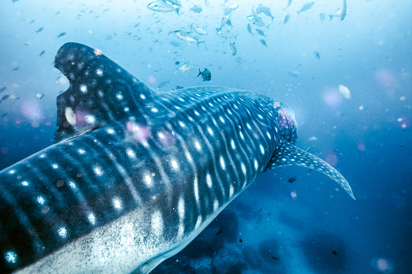 Todd Thimios Sample 2