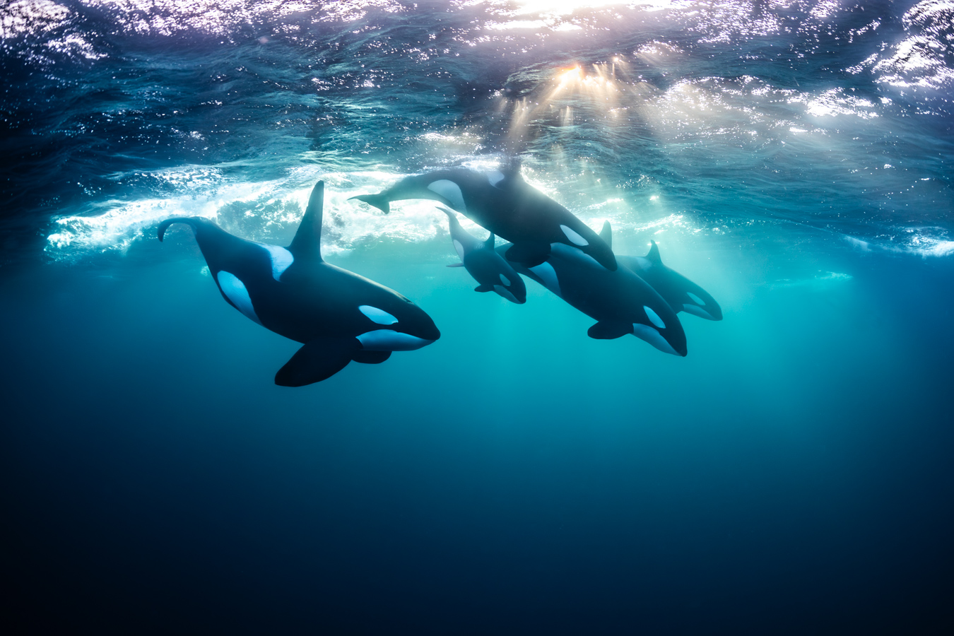 Todd Thimios Sample 1